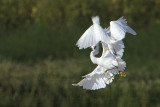 _MG_9746 Snowy Egret.jpg