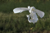 _MG_9747 Snowy Egret.jpg