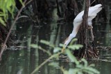 Cattle Egret - living among alligators - collecting nesting material in water