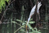 _MG_0091 Cattle Egret.jpg