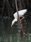 _MG_9523 Cattle Egret.jpg