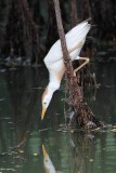 _MG_9526 Cattle Egret.jpg