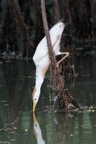 _MG_9529 Cattle Egret.jpg