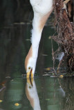 _MG_9530crop Cattle Egret.jpg