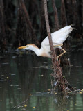 _MG_9532 Cattle Egret.jpg