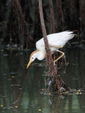 _MG_9552 Cattle Egret.jpg