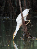 _MG_9558 Cattle Egret.jpg