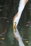 _MG_9559crop Cattle Egret.jpg