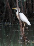 _MG_9576 Cattle Egret.jpg