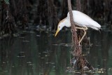 _MG_9577 Cattle Egret.jpg