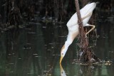 _MG_9585 Cattle Egret.jpg