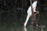 _MG_9586 Cattle Egret.jpg
