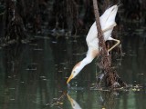 _MG_9587 Cattle Egret.jpg