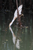 _MG_9602 Cattle Egret.jpg