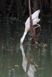 _MG_9614 Cattle Egret.jpg