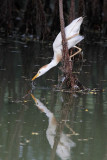 _MG_9615 Cattle Egret.jpg