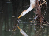 _MG_9615crop Cattle Egret.jpg