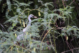 _MG_0492 Cattle Egret.jpg