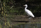 _MG_7594 Cattle Egret.jpg