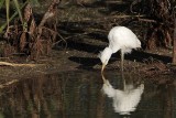 _MG_6005 Cattle Egret.jpg