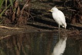 _MG_6015 Cattle Egret.jpg