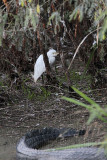 _MG_6465 Cattle Egret.jpg