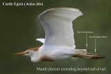 Cattle Egret - mantle plumes extending beyond end of tail