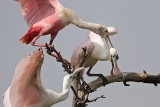 _MG_6343 Roseate Spoonbill.jpg