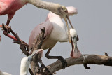 Roseate Spoonbill parent punishing fledgling for excessive begging - UTC - Summer 2010