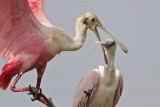 _MG_6352crop Roseate Spoonbill.jpg