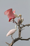 _MG_6360 Roseate Spoonbill.jpg