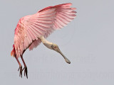 _MG_6398 Roseate Spoonbill.jpg