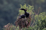 _MG_7997 Neotropic Cormorant.jpg