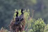 _MG_8012 Neotropic Cormorant.jpg