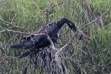 _MG_8085 Neotropic Cormorant.jpg