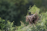 _MG_7416 Neotropic Cormorant.jpg