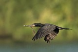 _MG_0788 Neotropic Cormorant.jpg