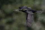 _MG_7501 Neotropic Cormorant.jpg