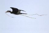 _MG_7963 Neotropic Cormorant.jpg