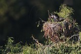 _MG_9517 Neotropic Cormorant.jpg