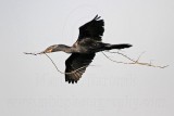 _MG_9999 Neotropic Cormorant.jpg