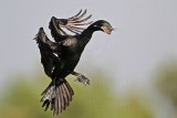 _MG_5190 Neotropic Cormorant.jpg