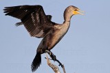 _MG_5661 Double-crested Cormorant.jpg