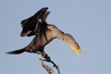 _MG_5669 Double-crested Cormorant.jpg