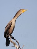 _MG_5687 Double-crested Cormorant.jpg