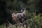 _MG_4708 Neotropic Cormorant.jpg