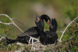 _MG_5289 Neotropic Cormorant.jpg