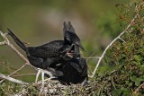 _MG_5318 Neotropic Cormorant.jpg