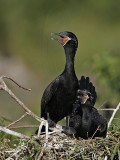 _MG_5379 Neotropic Cormorant.jpg