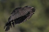 _MG_5521 Neotropic Cormorant.jpg
